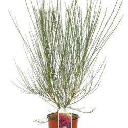cytisus scoparius boskoop ruby ginestra 1