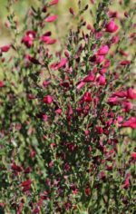 cytisus scoparius boskoop ruby ginestra