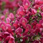 cytisus scoparius boskoop ruby ginestra 2