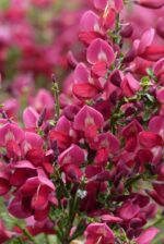 cytisus scoparius boskoop ruby ginestra 2