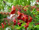 cytisus scoparius burkwoodii ginestra 1