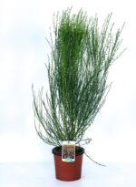 cytisus scoparius burkwoodii ginestra