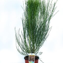 cytisus scoparius burkwoodii ginestra