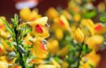 cytisus scoparius dragonfly ginestra 1
