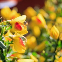 cytisus scoparius dragonfly ginestra 1