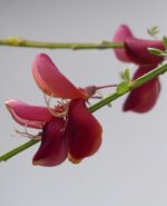 cytisus scoparius frisia ginestra 1