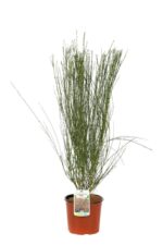 cytisus scoparius frisia ginestra