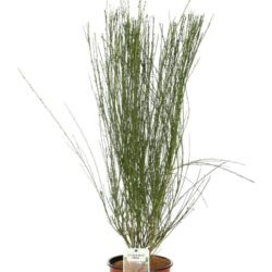 cytisus scoparius frisia ginestra