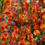 cytisus scoparius lena ginestra 1