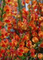 cytisus scoparius lena ginestra 1