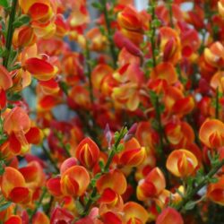 cytisus scoparius lena ginestra 1