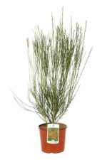cytisus scoparius lena ginestra