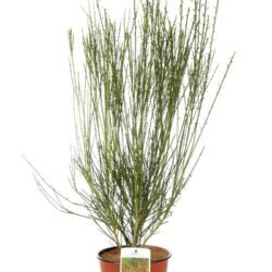 cytisus scoparius lena ginestra