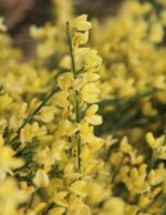 cytisus scoparius luna ginestra 1