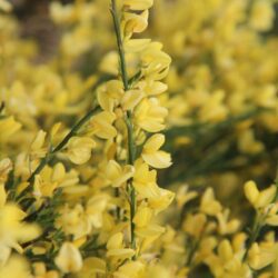 cytisus scoparius luna ginestra 1