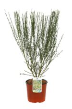 cytisus scoparius luna ginestra