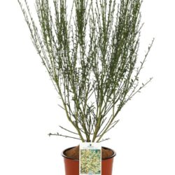 cytisus scoparius luna ginestra