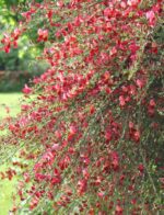 cytisus scoparius red favorite ginestra 1