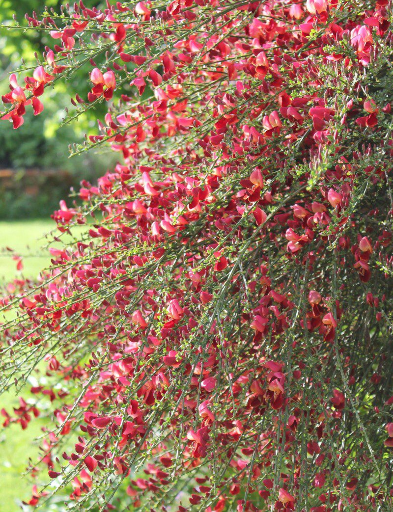 cytisus scoparius red favorite ginestra 1 cytisus scoparius red favorite ginestra 1