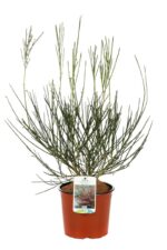 cytisus scoparius red favorite ginestra