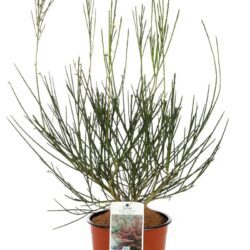 cytisus scoparius red favorite ginestra