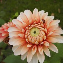 dalia california 1