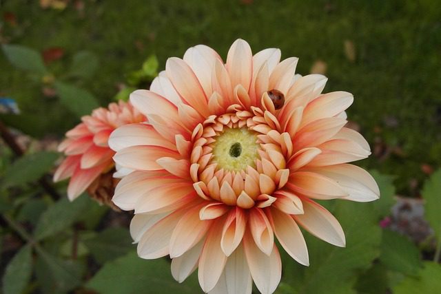 dalia california 1 dalia california 1