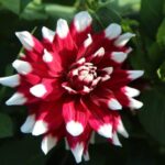 dalia glory 1