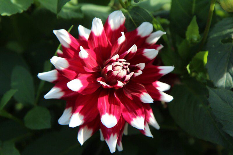 dalia glory 1 dalia glory 1