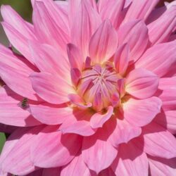 dalia pink leaf 1