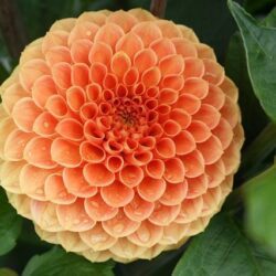 dalia pompon arancio 1