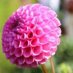 dalia pompon purple 1