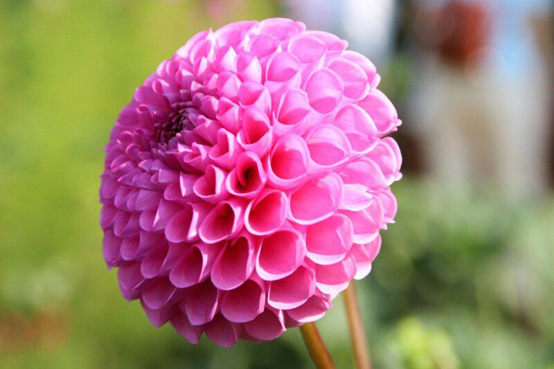 dalia pompon purple 1 dalia pompon purple 1
