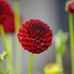 dalia pompon rosso