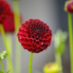dalia pompon rosso