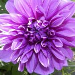 dalia purple queen 1