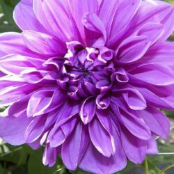 dalia purple queen 1