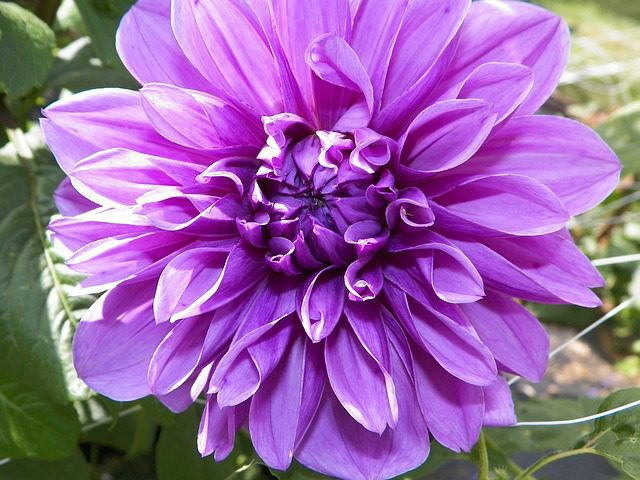 dalia purple queen 1 dalia purple queen 1