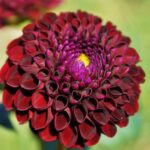 dalia red king 1