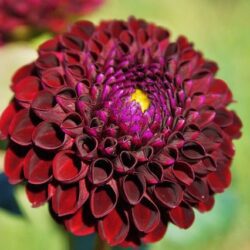 dalia red king 1