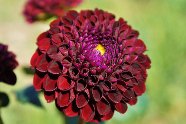 dalia red king 1 dalia red king 1