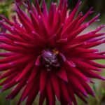 dalia red robin spinosa 1