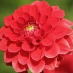 dalia royal red 1