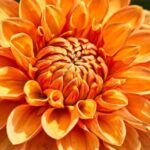 dalia venice 1