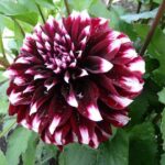 dalia vibration 2