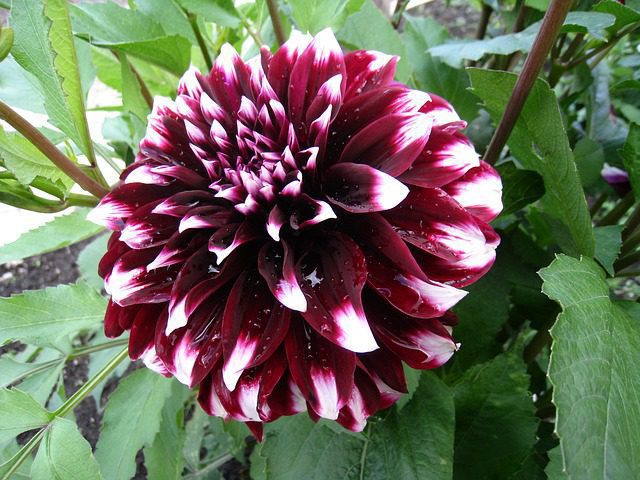 dalia vibration 2 dalia vibration 2