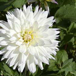 dalia white bloom 1