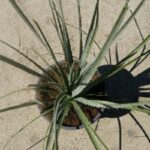 dasylirion glaucophyllum 1 1