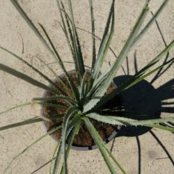 dasylirion glaucophyllum 1 1