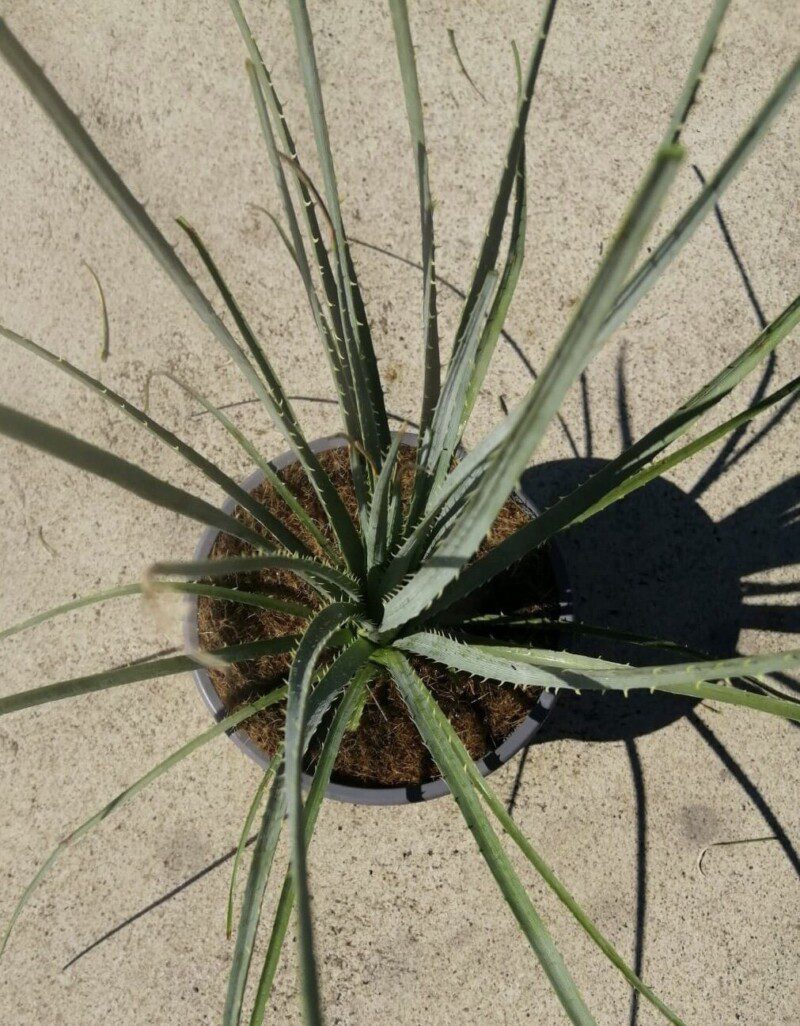 dasylirion glaucophyllum 1 1 dasylirion glaucophyllum 1 1